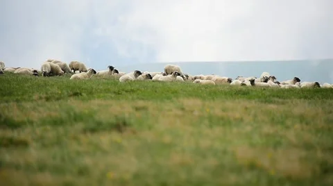 Sheep herd grazing high on mountain on alpine pasture 動画素材 64634619
