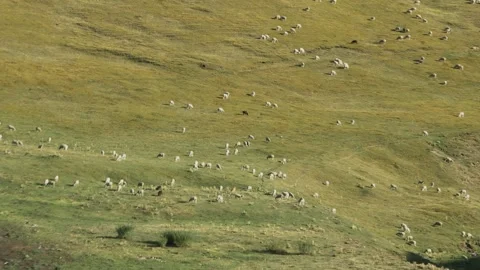 Sheep Herd Grazing on Hillside Assy Plateau Kazakhstan Stock Footage 334047796