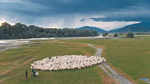 Sheep Herd Grazing On Mountain Stock Footage 87504524