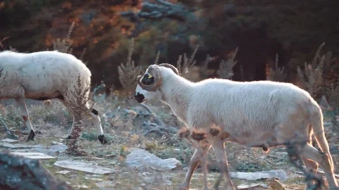 Sheep herd grazing on the mountain 스톡 동영상 128851551