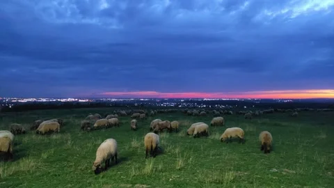 Sheep herd grazing at sunset Stock Footage 294037404