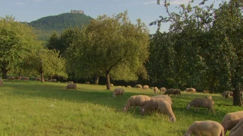 Sheep herd grazing under fruit trees near castle hill Stock Footage 315163042