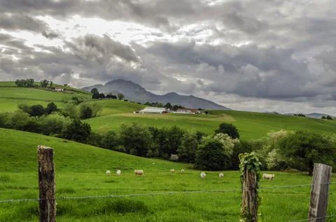 Sheep herd high on the mountain Stock Photos