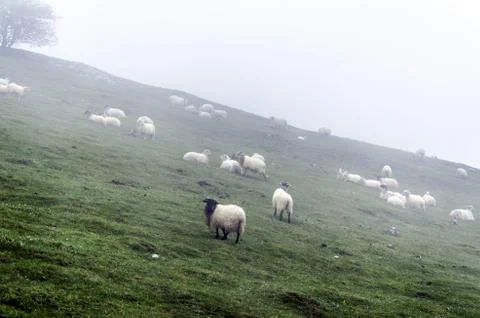 Sheep herd high on the mountain Stock Photos