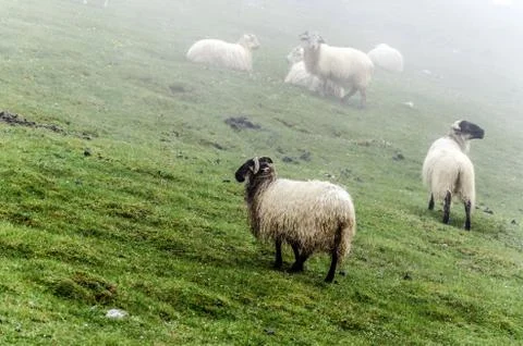 Sheep herd high on the mountain Stock Photos