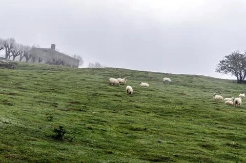 Sheep herd high on the mountain Stock Photos