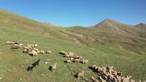 Sheep herd on the hill Video stock 294129057