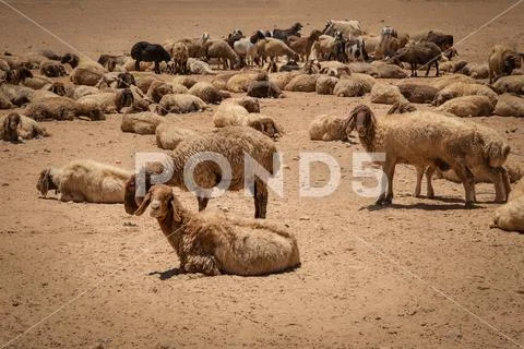 Sheep herd in the Jordanian Stock Photos