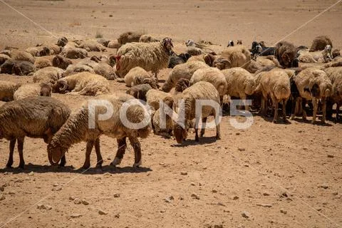 Sheep herd in the Jordanian Stock Photos