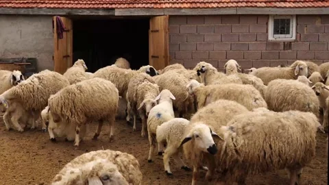 Sheep herd just in front of barn. Stock Footage 150398213