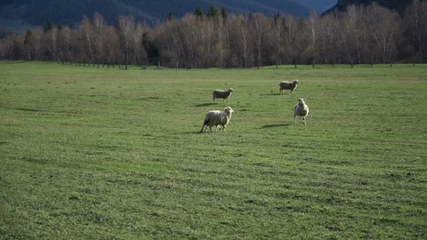 Sheep herd with lambs. Flock grazing on a green mountain foothill. Farmland Stock Footage 103108334