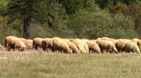 Sheep herd marching on pasture Stock-Footage 55121735