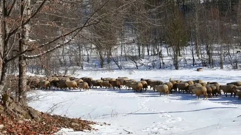 Sheep herd marching in winter Stock-Footage 85009740