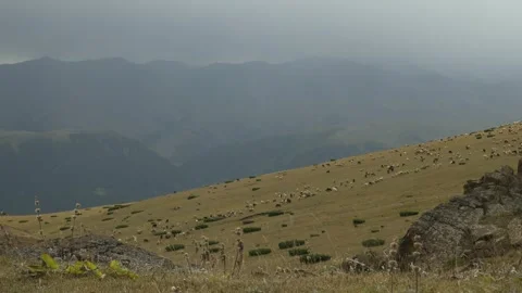 Sheep Herd on Mountain Slope Under Storm Sky Kazakhstan Vidéo 334047802