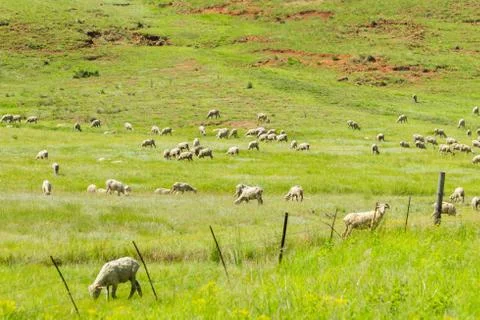 Sheep Herd Mountains Stock Photos
