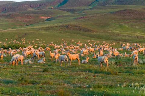 Sheep Herd Mountains Stock Photos