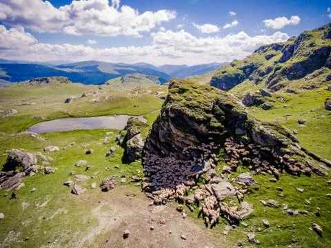 Sheep herd in the mountains resting in the shadow of a rock Stock Photos