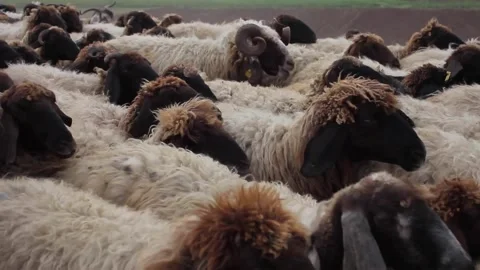 Sheep Herd Moving at Eastern Turkey Stock Footage 152952657