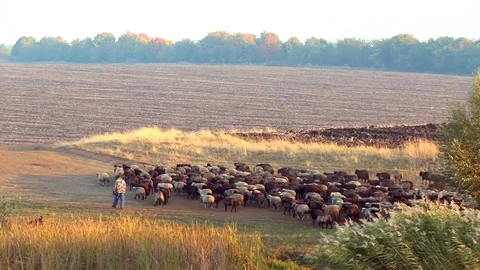 Sheep Herd Moving On The Field Stock Footage 82966420