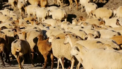 Sheep herd moving. Flock Of Sheep With Running on Mountain landscape. Shepherd o Stock Footage 81475054