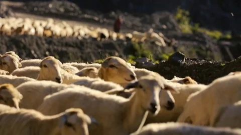 Sheep herd moving. Flock Of Sheep With Running on Mountain landscape. Shepherd o Stock Footage 81475090