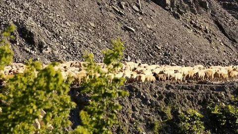 Sheep herd moving. Flock Of Sheep With Running on Mountain landscape. Shepherd o Stock Footage 81475259