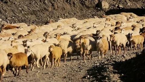 Sheep herd moving. Flock Of Sheep With Running on Mountain landscape. Shepherd o Stock Footage 81475310