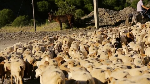 Sheep herd moving. Flock Of Sheep With Running on Mountain landscape. Shepherd o Stock Footage 81475417