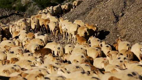 Sheep herd moving. Flock Of Sheep With Running on Mountain landscape. Shepherd o Stock Footage 81475488