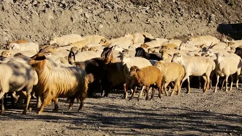 Sheep herd moving. Flock Of Sheep With Running on Mountain landscape. Shepherd o Stock Footage 81475509