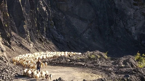 Sheep herd moving. Flock Of Sheep With Running on Mountain landscape. Shepherd o Stock Footage 81475602