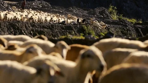 Sheep herd moving. Flock Of Sheep With Running on Mountain landscape. Shepherd o Stock Footage 81475640
