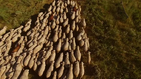 Sheep herd is moving. Stock Footage 66693985