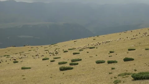 Sheep Herd Moving in Line on Mountain Slope Kazakhstan Vidéo 334047804