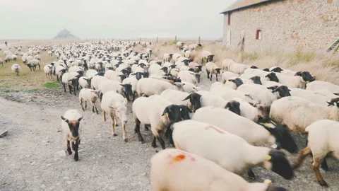 Sheep herd moving towards us Stock Footage 93862146