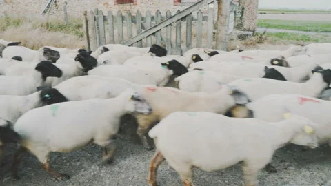 Sheep herd moving towards us Stock Footage 93862434