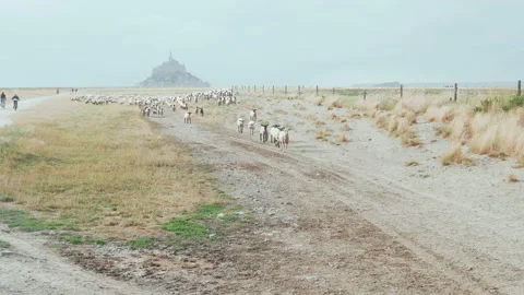 Sheep herd moving towards us Stock Footage 93905186