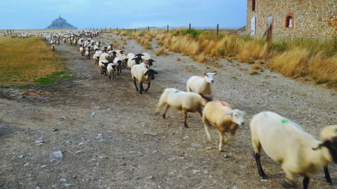 Sheep herd moving towards us Stock Footage 93958478