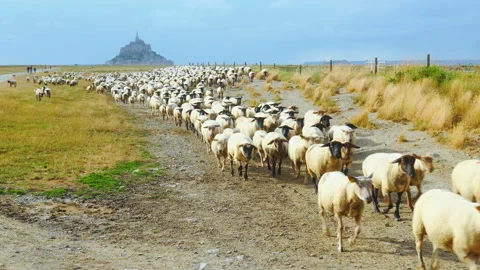 Sheep herd moving towards us Stock Footage 94419290