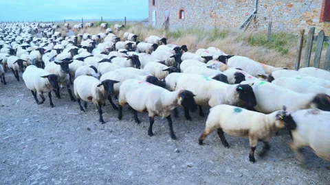 Sheep herd moving towards us Stock Footage 94419443