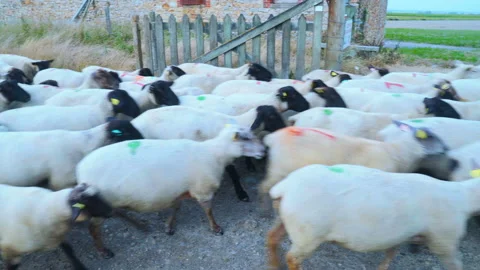 Sheep herd moving towards us Stock Footage 94419544