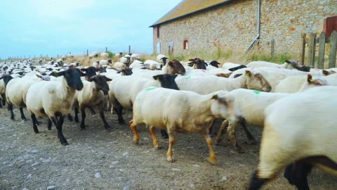 Sheep herd moving towards us Stock Footage 94419634