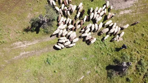 Sheep herd is moving. White sheep on grass background. Animals are grazing Video stock 88294086