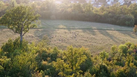 Sheep herd in a park at sunset (Nancy, Parc de Brabois, France) Stock-Footage 250037098