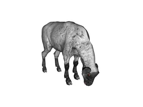 Sheep in the herd in the pasture Stock Illustration