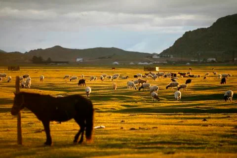 Sheep herd Stock Photos
