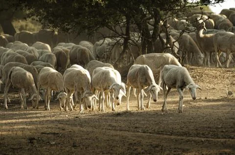 Sheep herd Foto stock