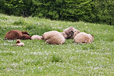 Sheep herd Фото
