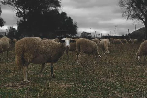 Sheep Herd Foto stock