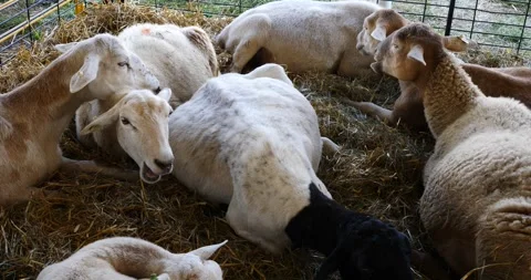 Sheep Herd Resting on Pile of Hay Stock Footage 262400749